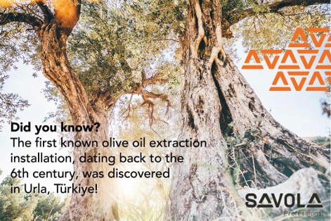 From Tree to Table: The Magic of Olive Harvest Season